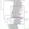 muschampia finaltree